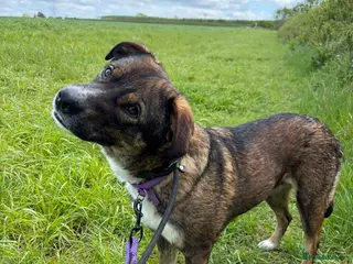 Mixed Breed dogs BLOSSOM 🌸 - Advert 3
