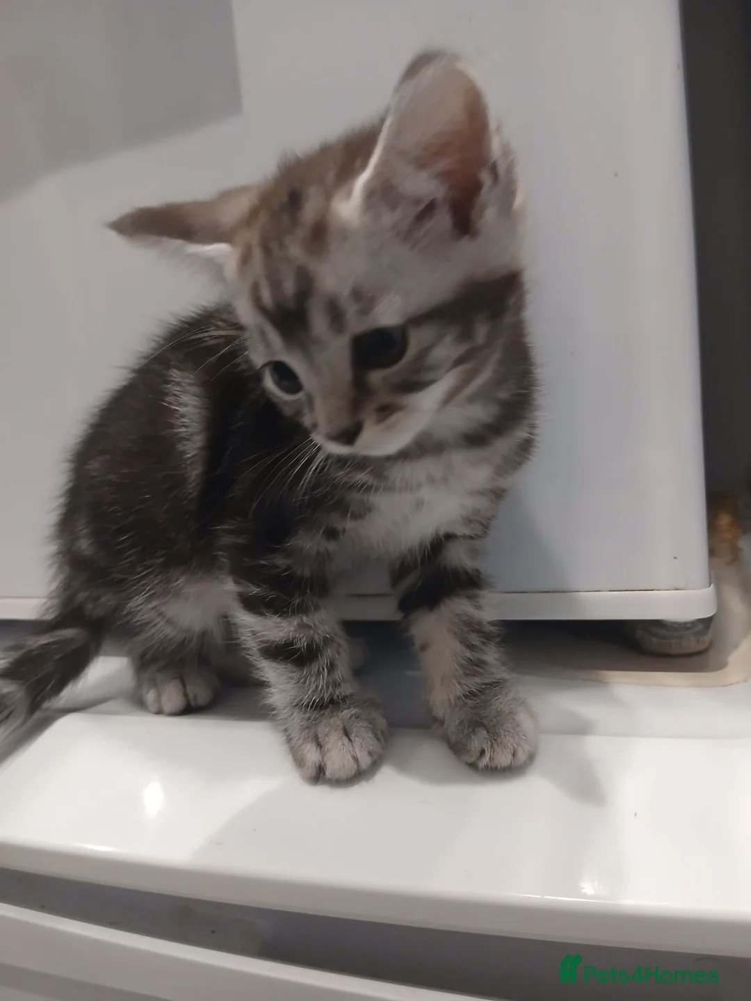 Mixed Breed cats for sale: 5 adorable kittens for forever homes - Advert 2
