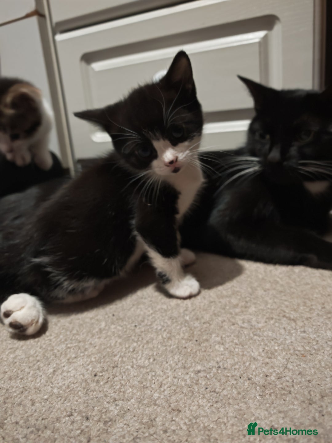 Mixed Breed cats for sale: Female kittens  - Advert 2