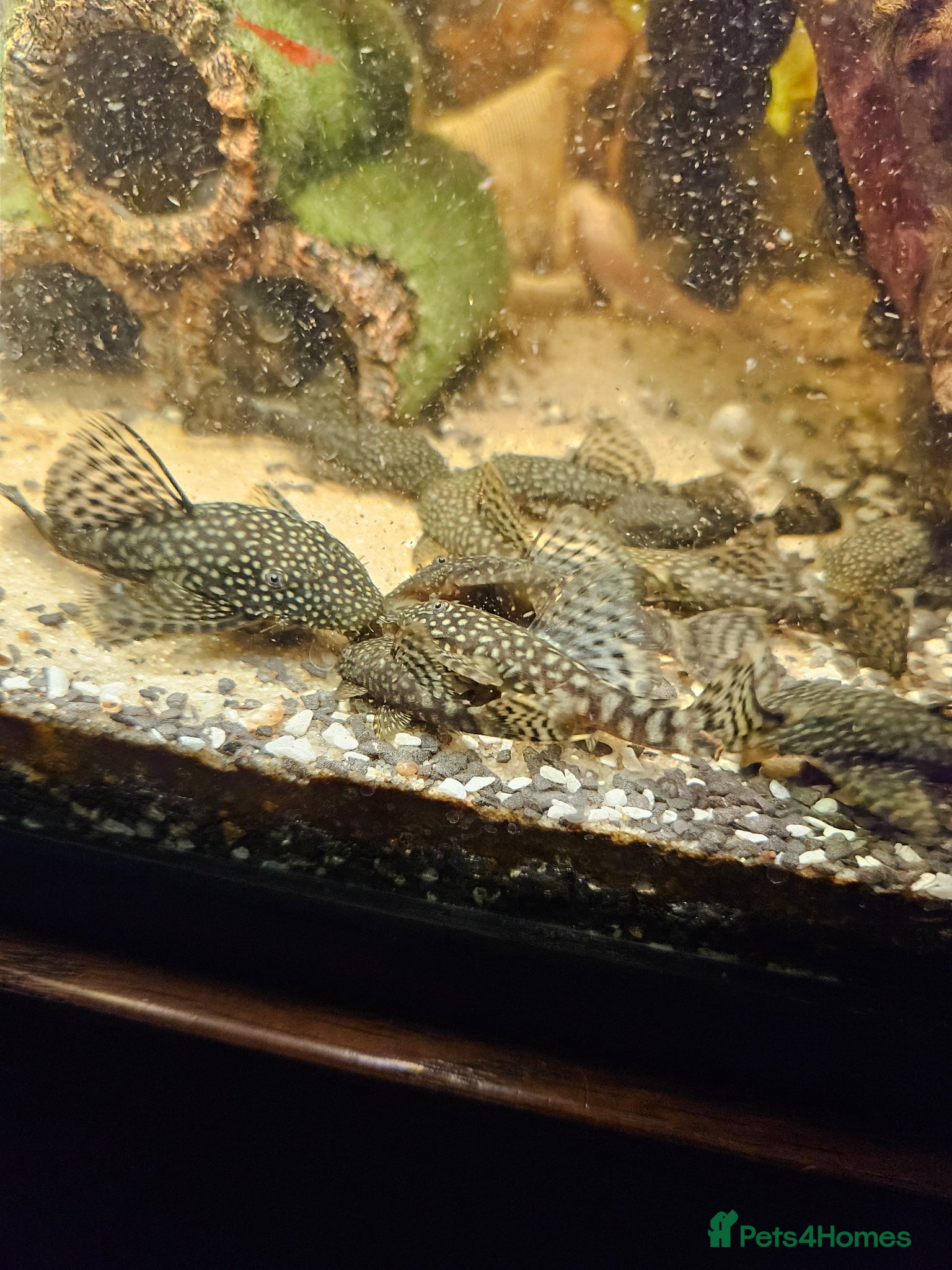 Catfish fish Bristlenose pleco  - Advert 6