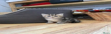 Persian 2