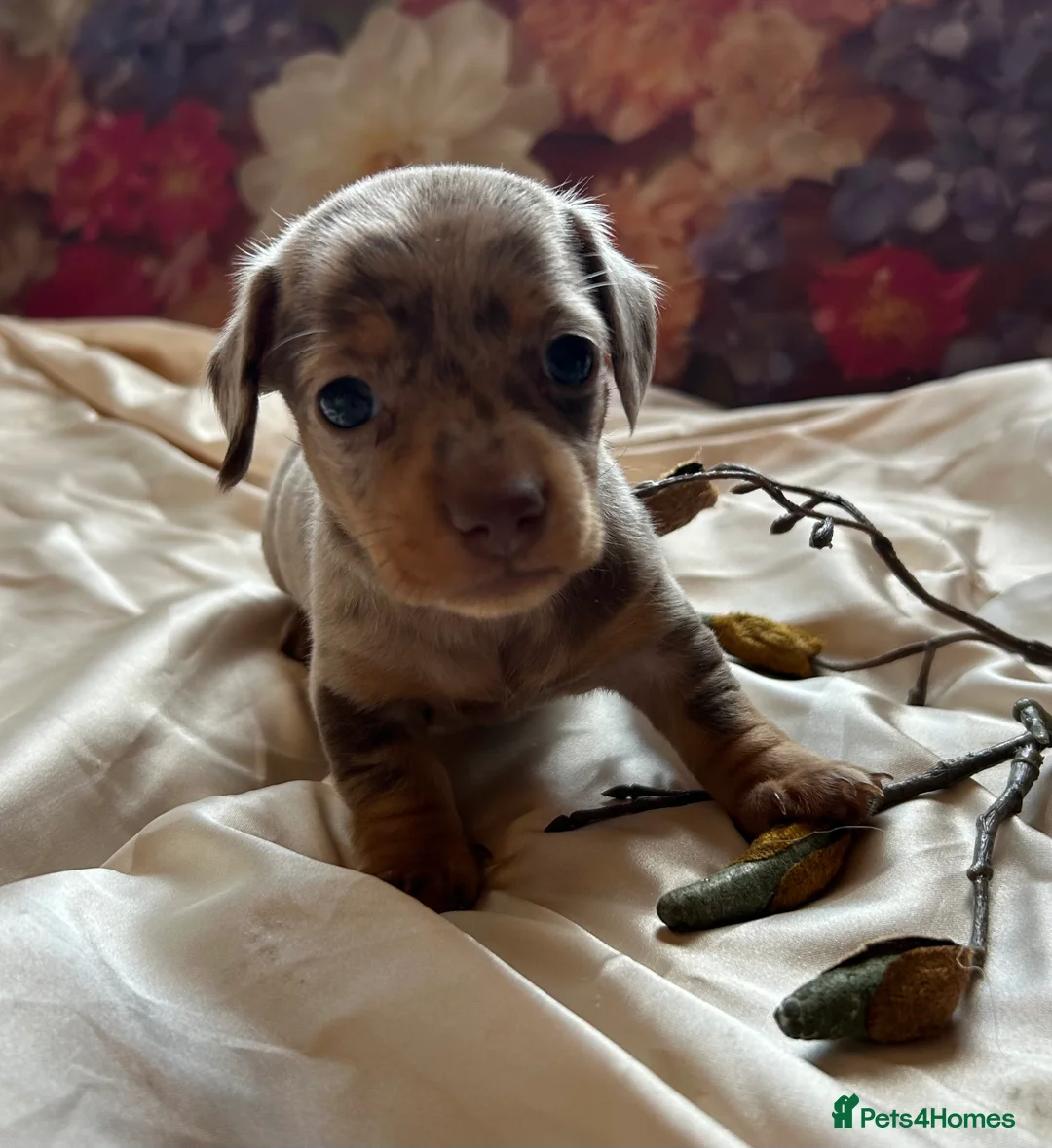 Miniature Dachshund dogs for sale: Miniature dachshund puppies 🐶  - Advert 28
