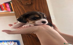 Beagle dogs for sale: Gorgeous beagles KC registered  - Image 17