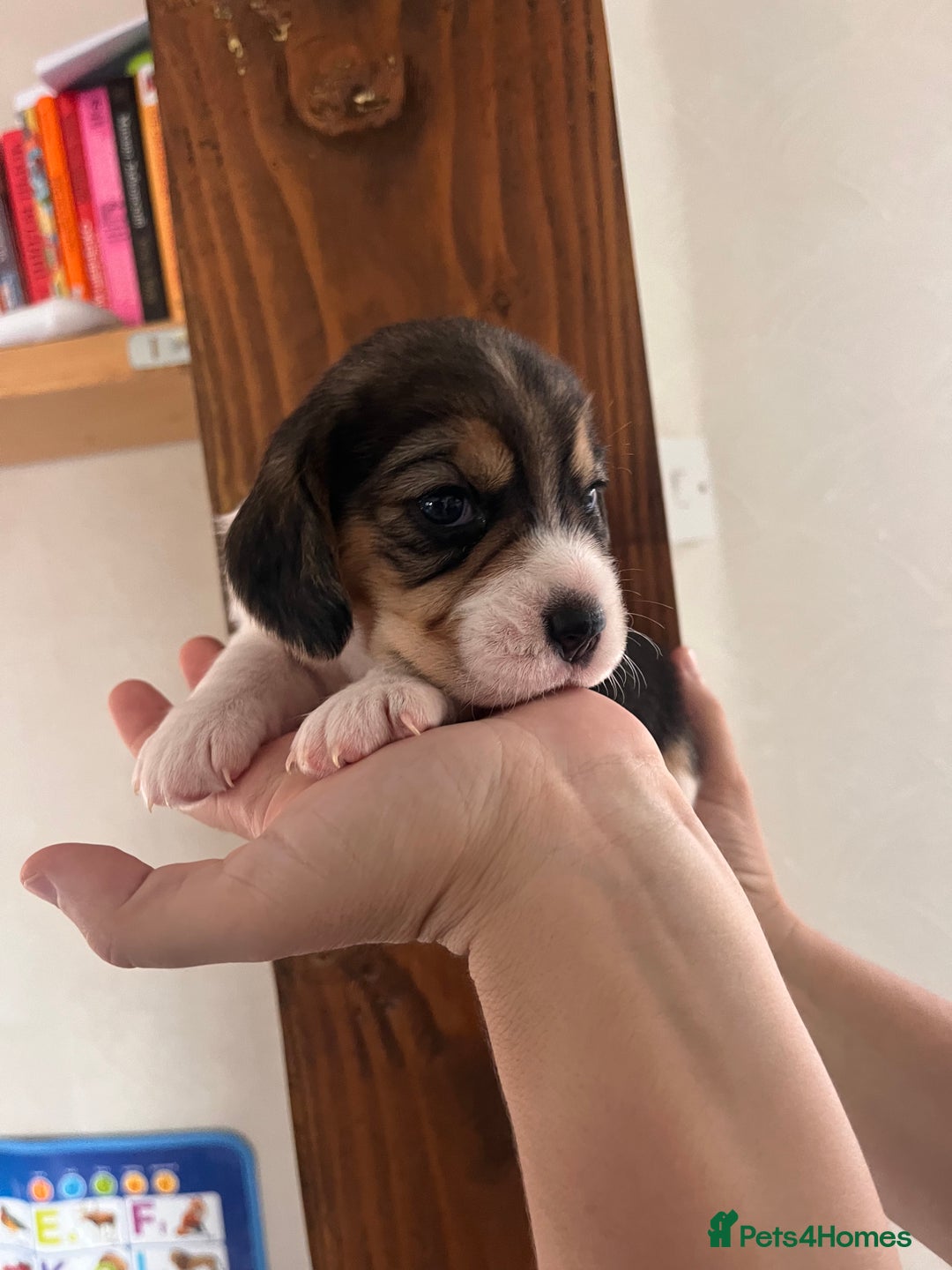 Beagle dogs for sale: Gorgeous beagles KC registered  - Image 17