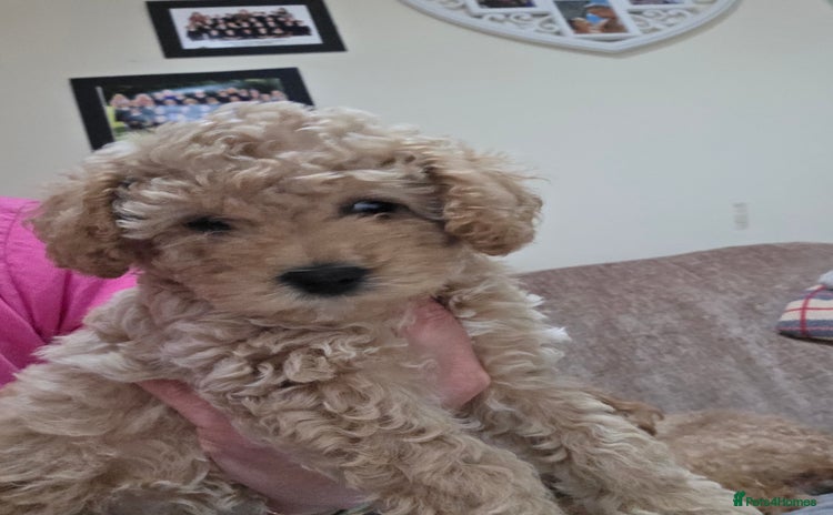 Maltipoo dogs - Advert 5