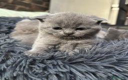 Scottish Fold cats for sale: Scottish Fold kittens for sale 3 Girls 2 Boys  - Advert 2
