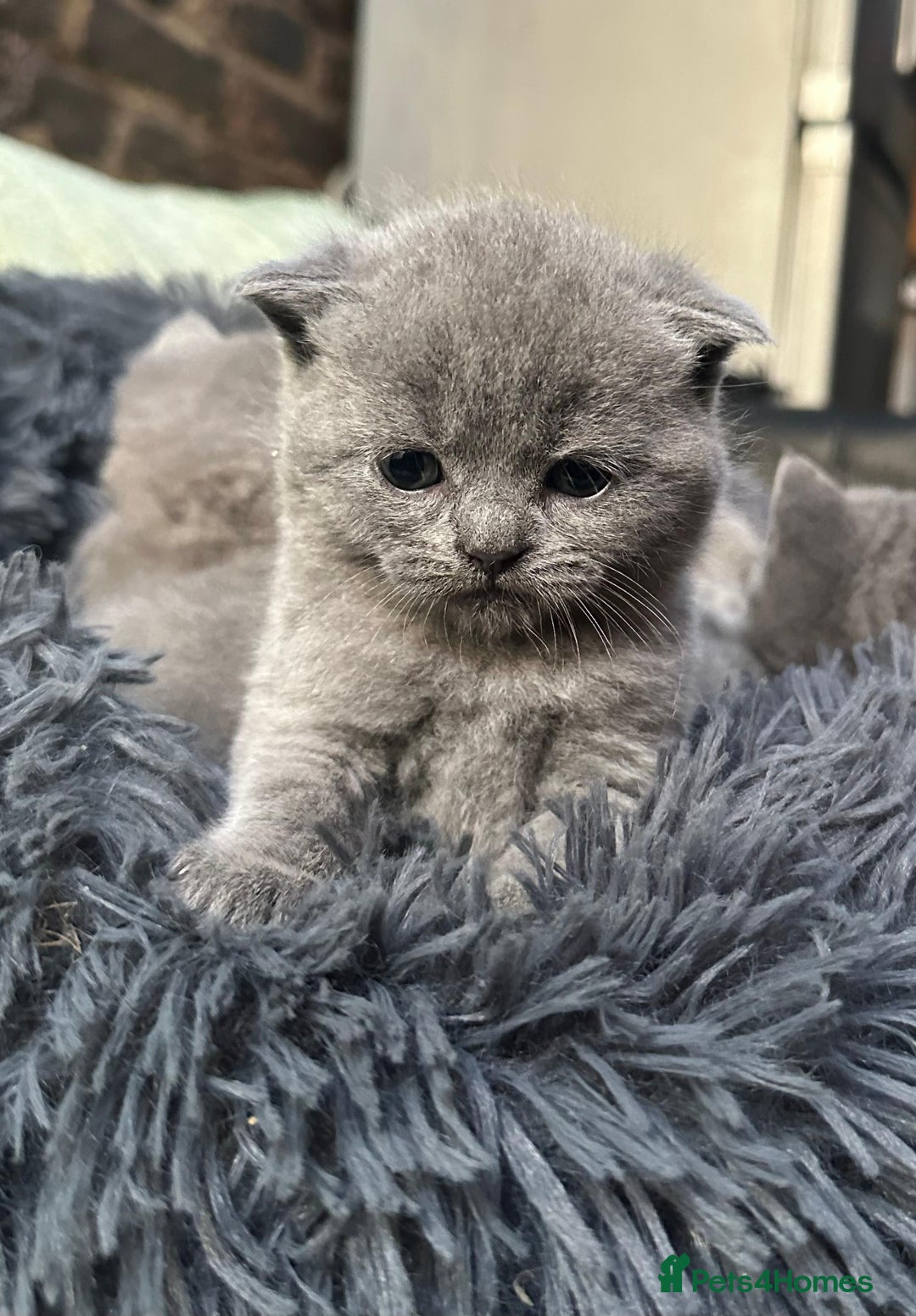Scottish Fold cats for sale: Scottish Fold kittens for sale 3 Girls 2 Boys  - Advert 2