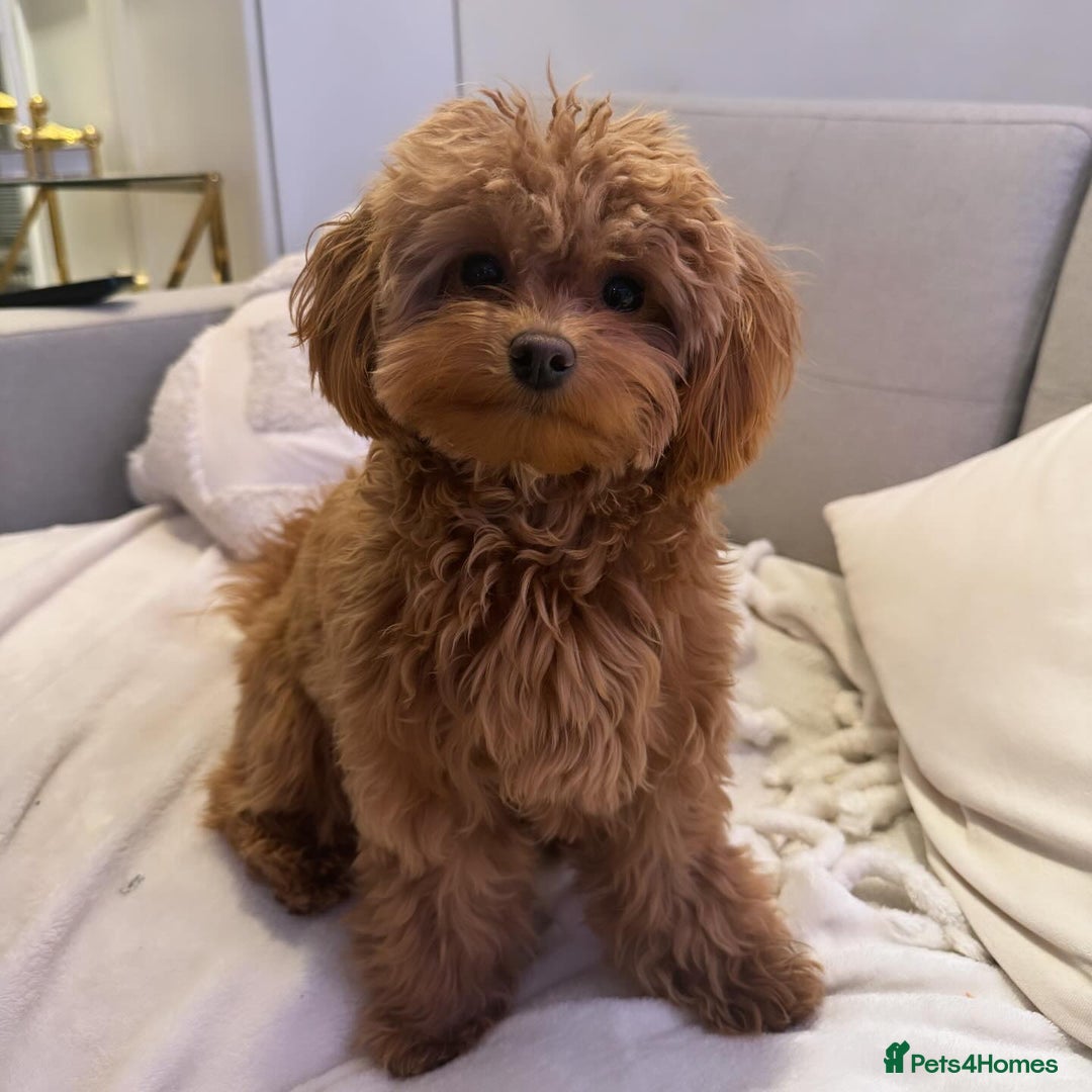 Maltipoo dogs for sale: Maltipoo Puppy for Rehoming - Advert 1