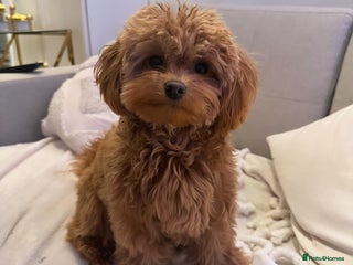 Maltipoo dogs Maltipoo Puppy for Rehoming - Advert 1