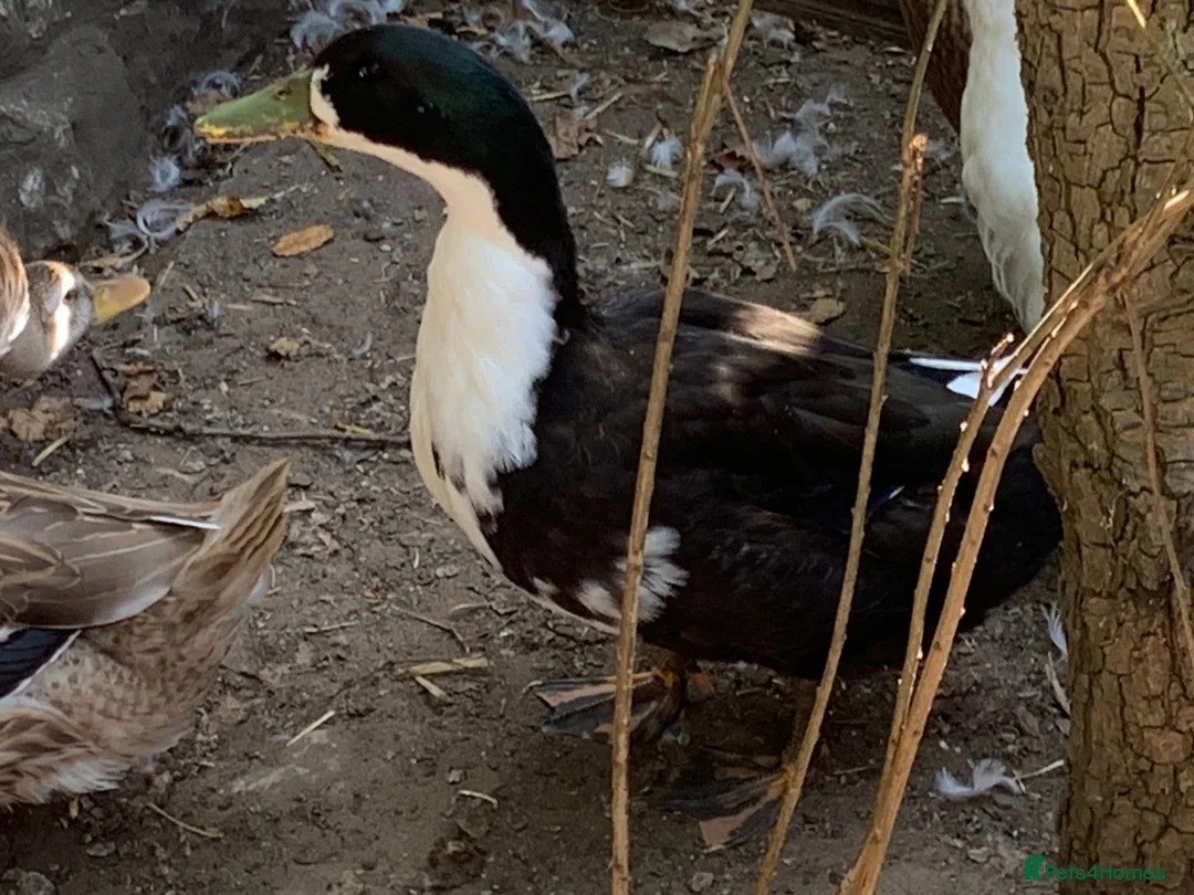 Ducks poultry for sale: Ducks for sale - £15 each - Advert 6