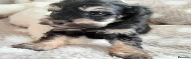 Schnoodle 2