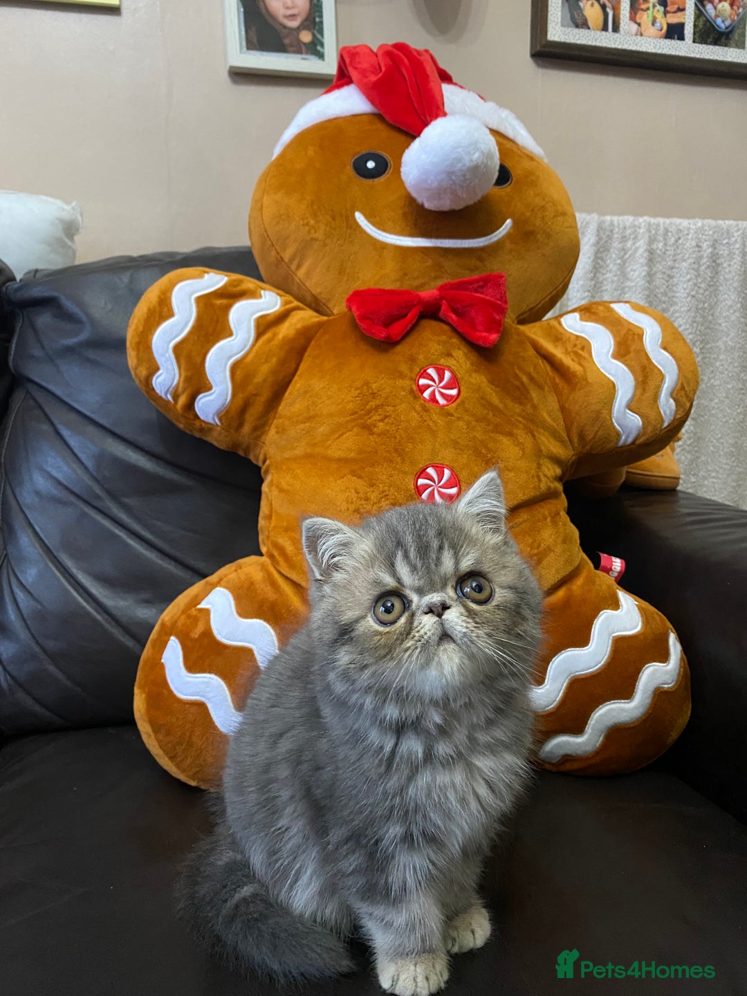 Persian cats for sale: EXCEPTIONAL LITTER PERSIAN EXOTIC KITTENS - Advert 5