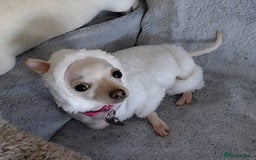 Chihuahua dogs for sale: XXS chihuahua girl 11months - Image 2