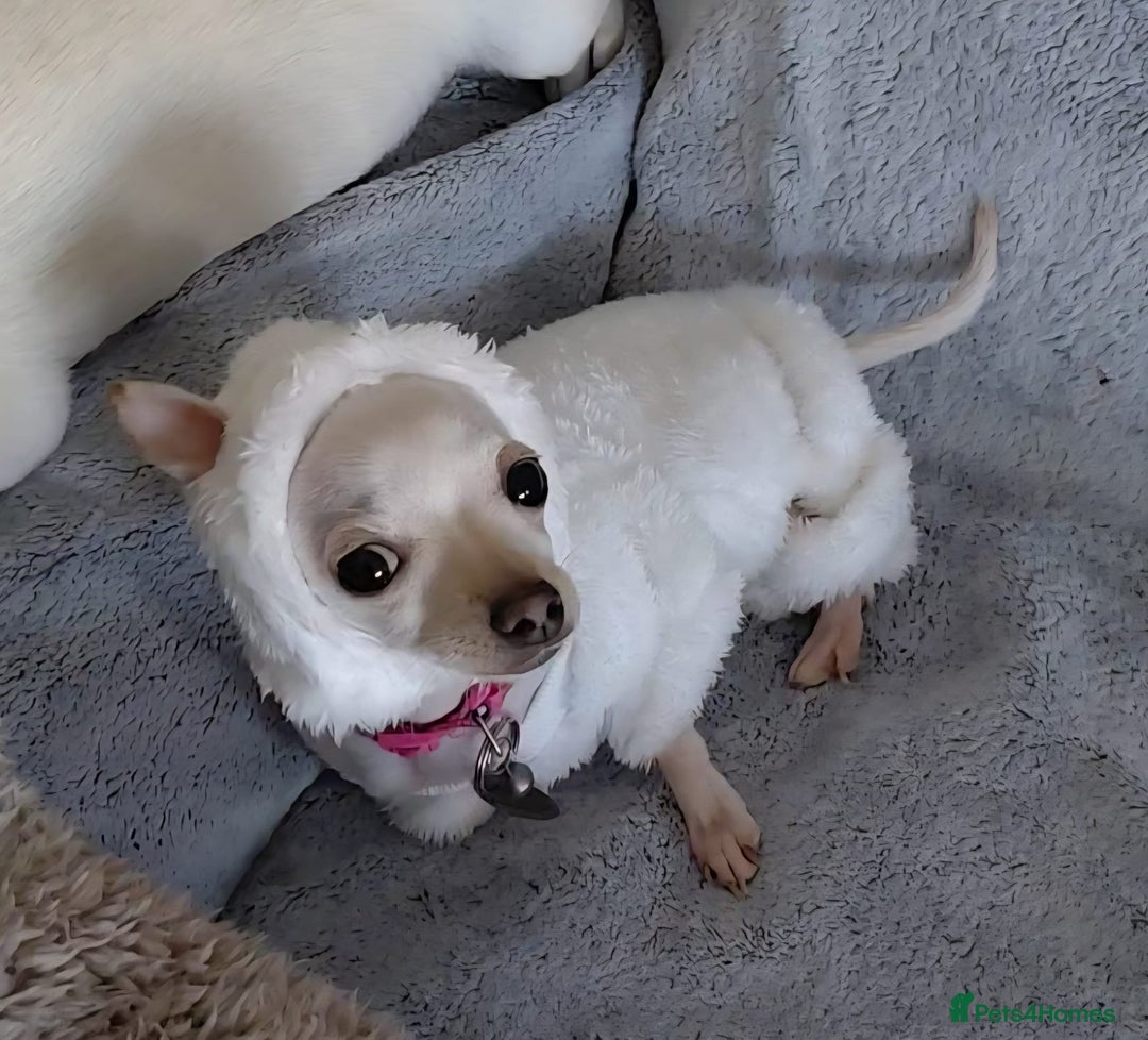 Chihuahua dogs for sale: XXS chihuahua girl 11months - Image 2