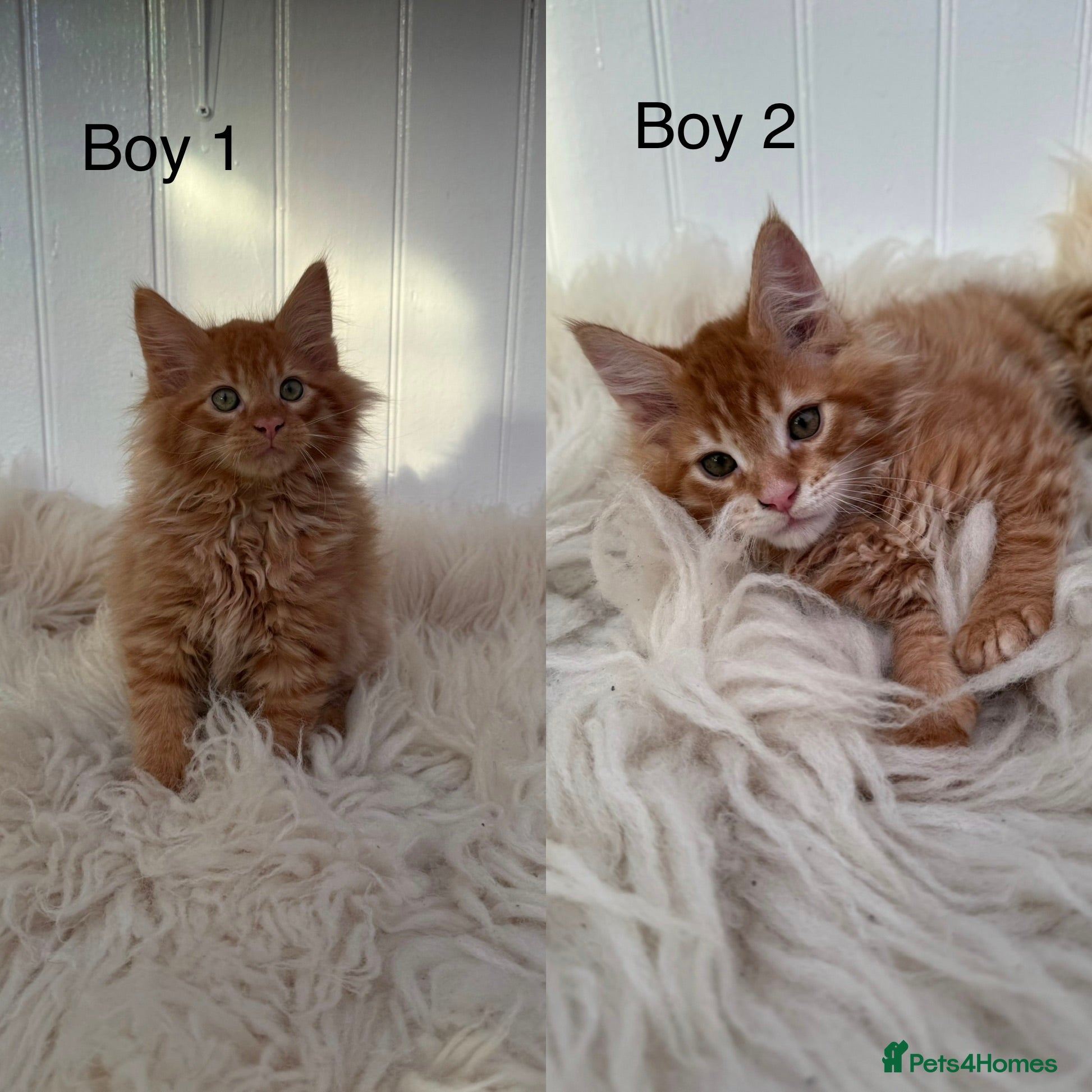 Maine Coon cats Last Two Gccf Maine Coons Boys Available - Advert 2