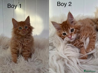 Maine Coon cats Last Two Gccf Maine Coons Boys Available - Advert 2