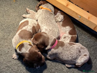 German Shorthaired Pointer dogs - Advert 32