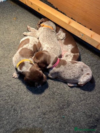 German Shorthaired Pointer dogs - Advert 1