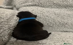 Bandog dogs for sale: 🐾 🌟 Premium multigen Bandogge Puppies🌟🐾 - Image 8
