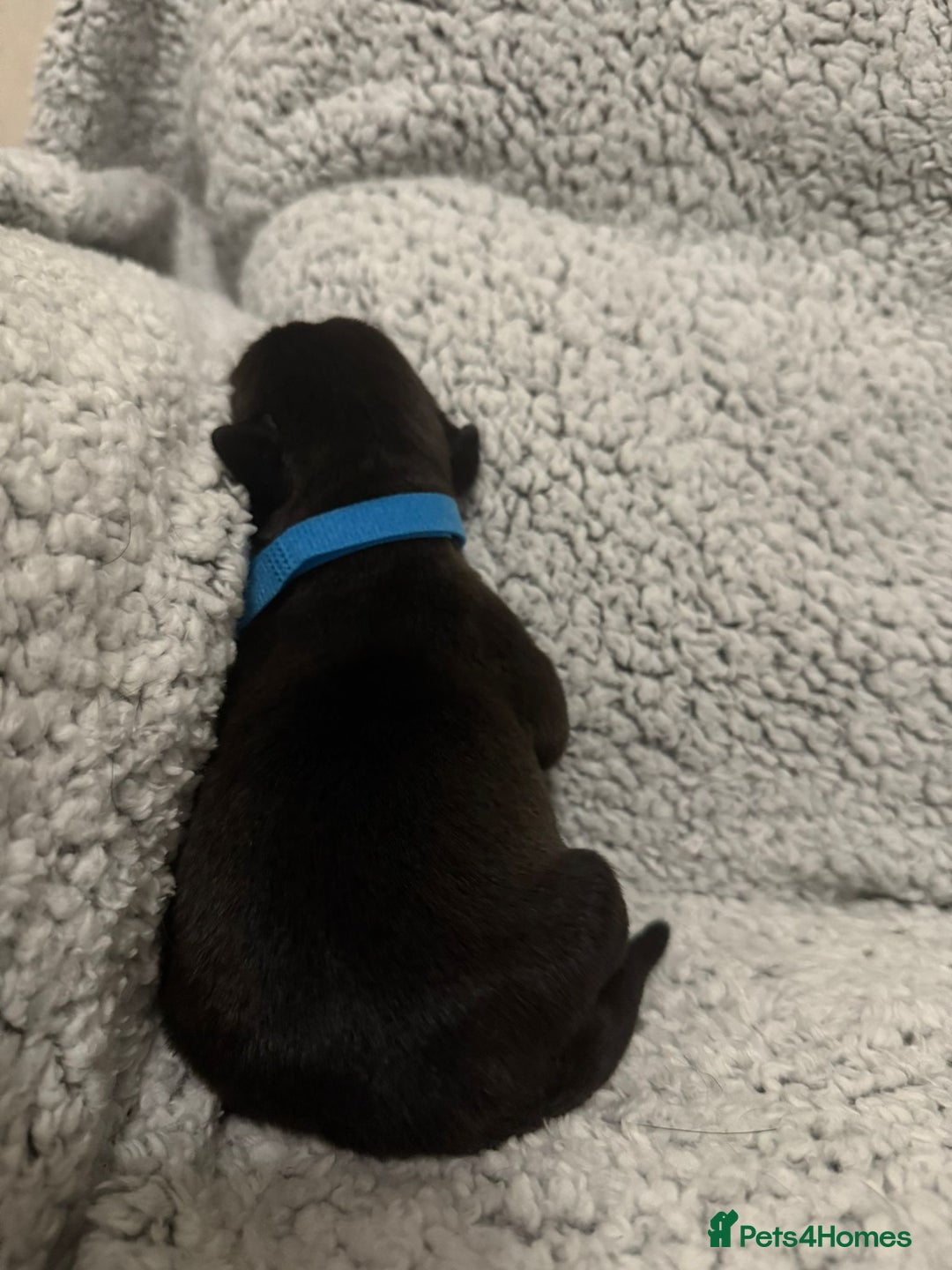 Bandog dogs for sale: 🐾 🌟 Premium multigen Bandogge Puppies🌟🐾 - Image 8