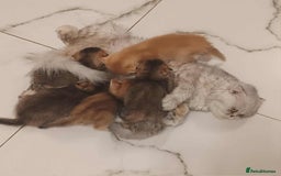 Scottish Fold cats for sale: Scottish Fold Kittens ( Delivery available) - Image 2