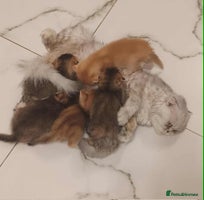 Scottish Fold cats - Advert 13