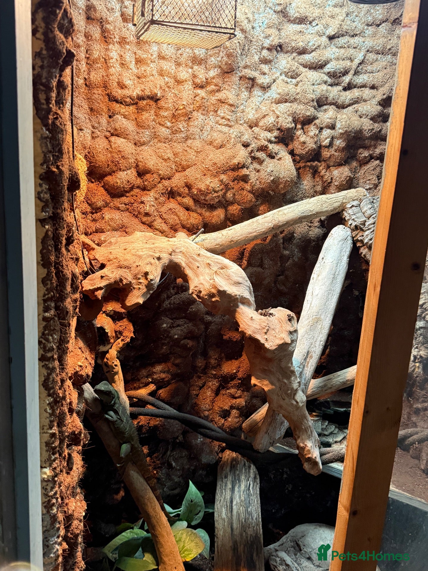 Dragon reptiles Chinese water dragon female bio active full set up - Advert 15
