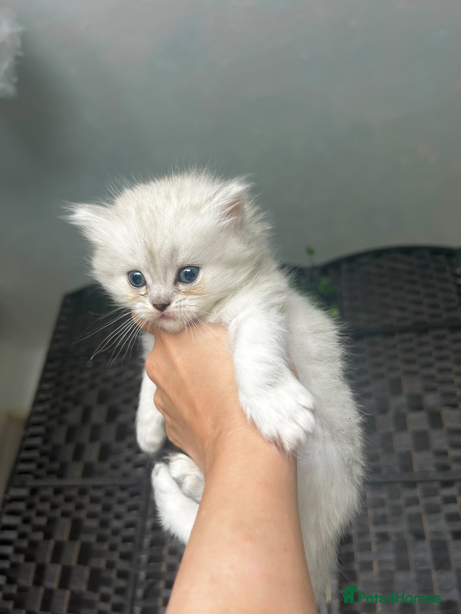 Perdoll cats for sale: Persian Kitty’s for sale 🩶 - Advert 4