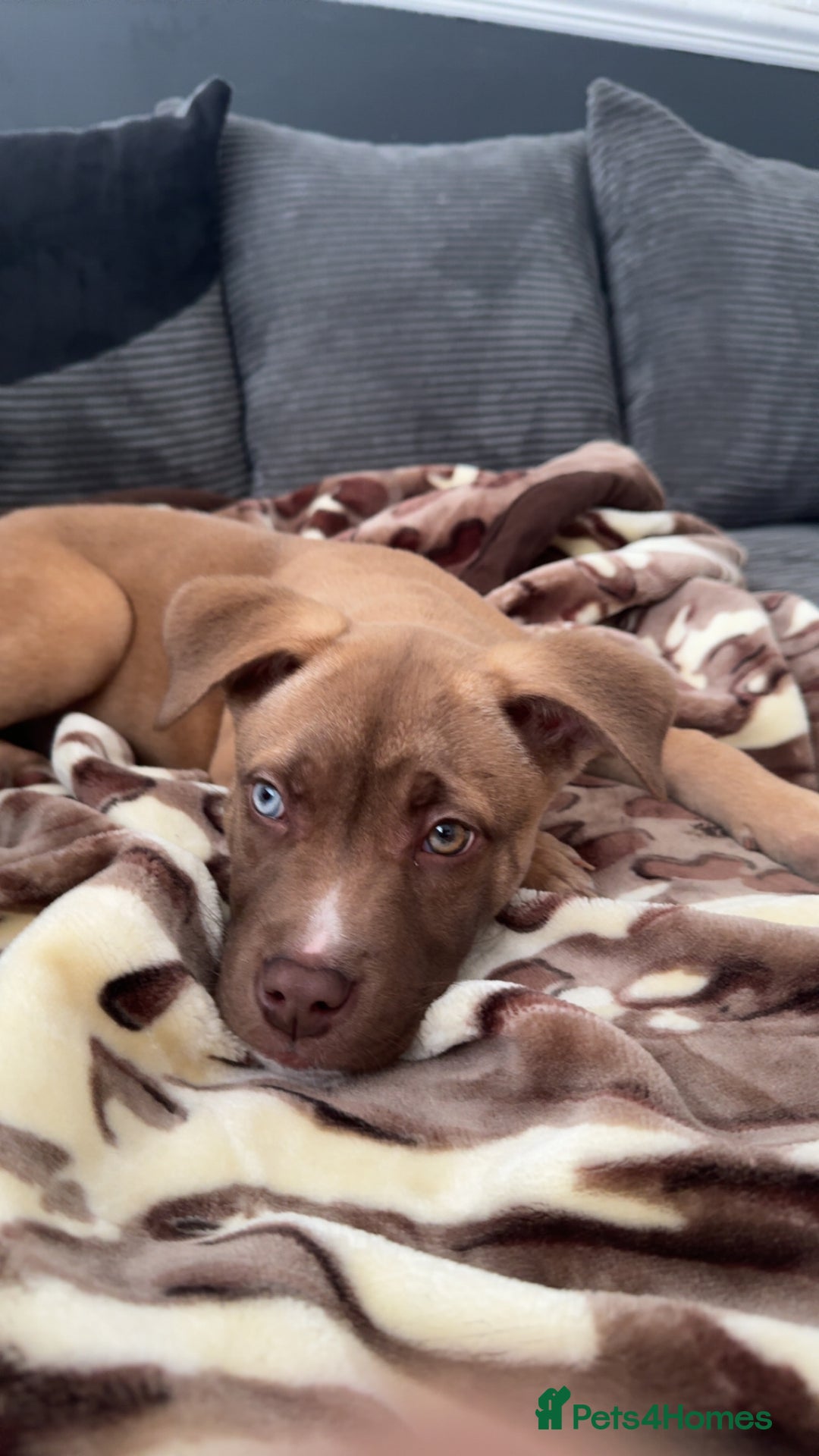 Mixed Breed dogs for sale: Male puppy for sale  - Advert 2