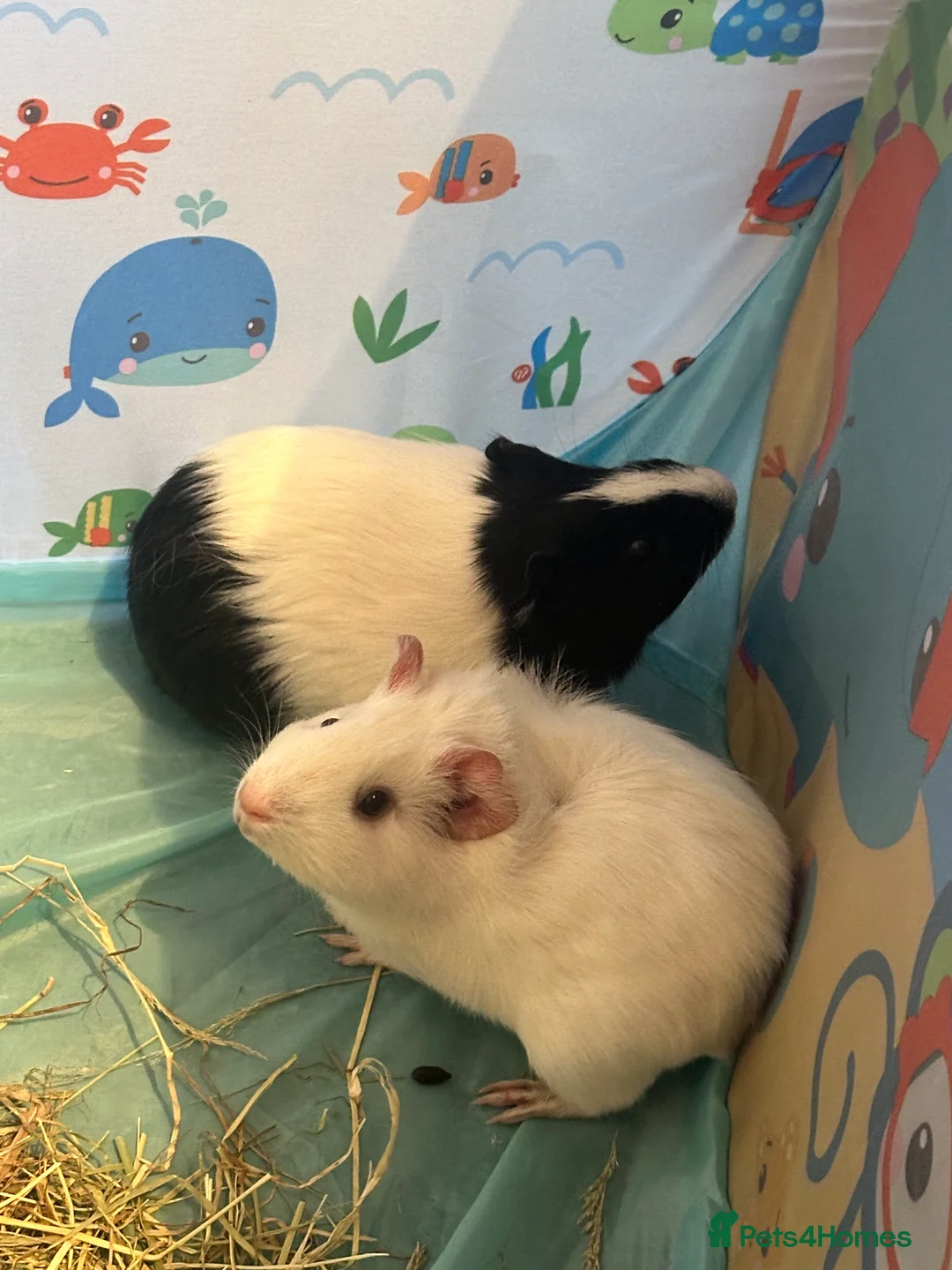 Guinea Pig rodents for sale: 2x female guinea pigs in Chesterfield - Advert 1