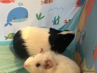 Guinea Pig rodents 2x female guinea pigs - Advert 2
