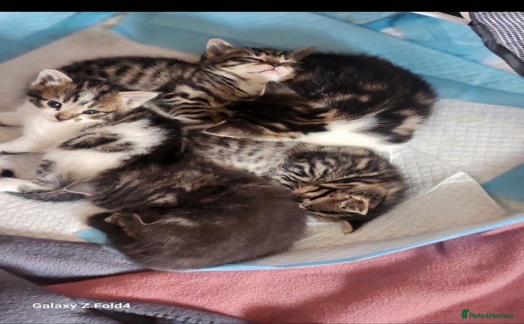 Mixed Breed cats - Advert 3
