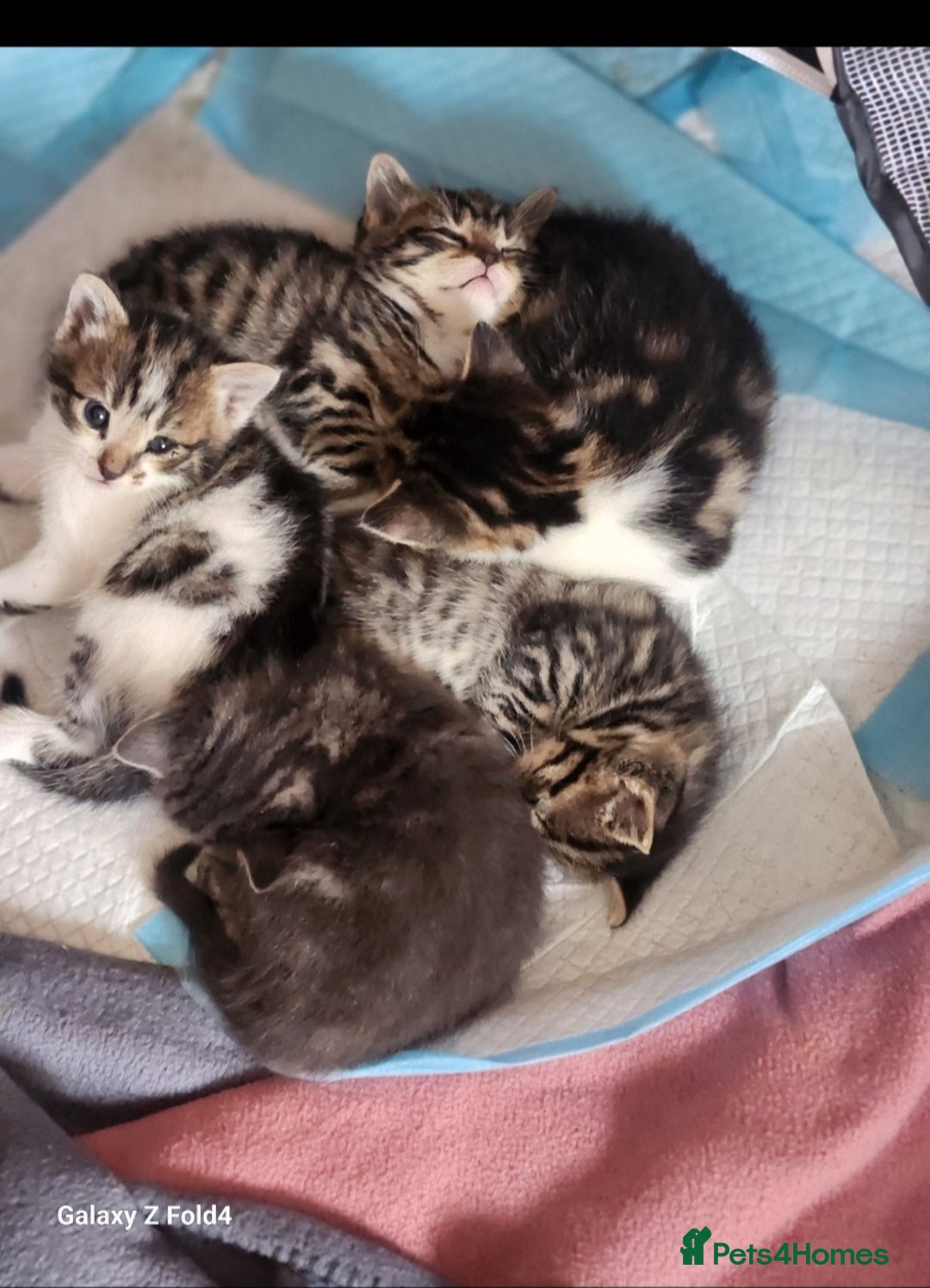 Mixed Breed cats for sale: 4 gorgeous kittens - Image 1