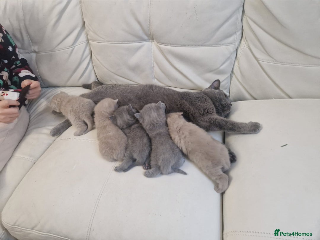British Shorthair cats for sale: British Shorthair Kittens Blue and Lilac. - Advert 21