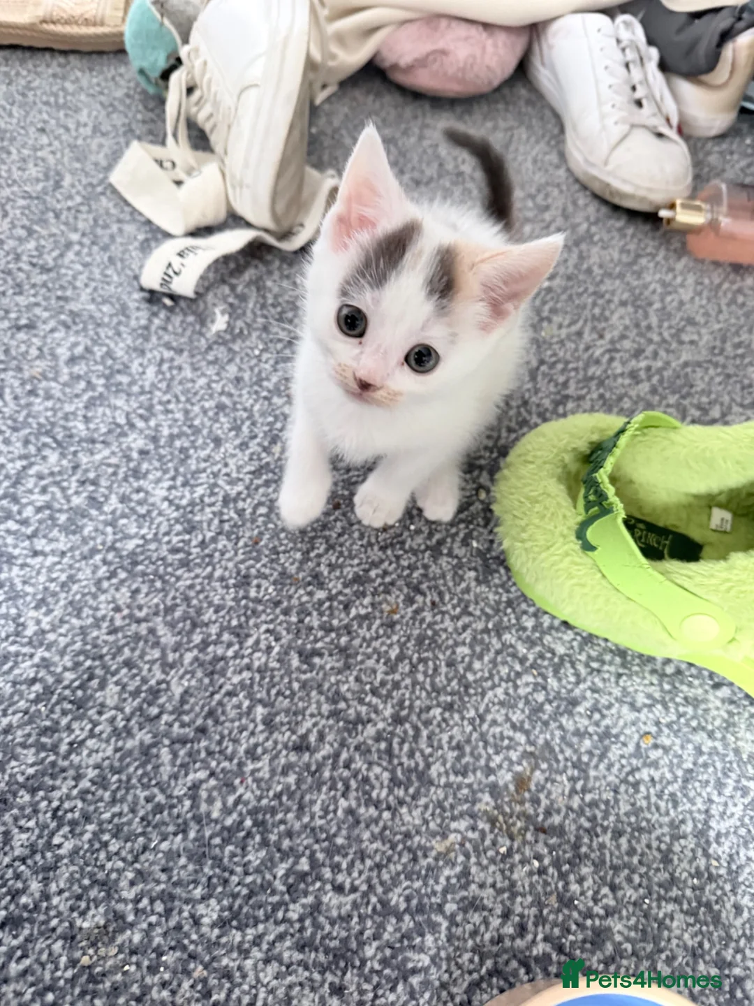 Mixed Breed cats for sale: Mixed litter  - Advert 2