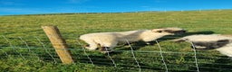 Sheep livestock for sale: Valais blacknose ewes - Advert 3