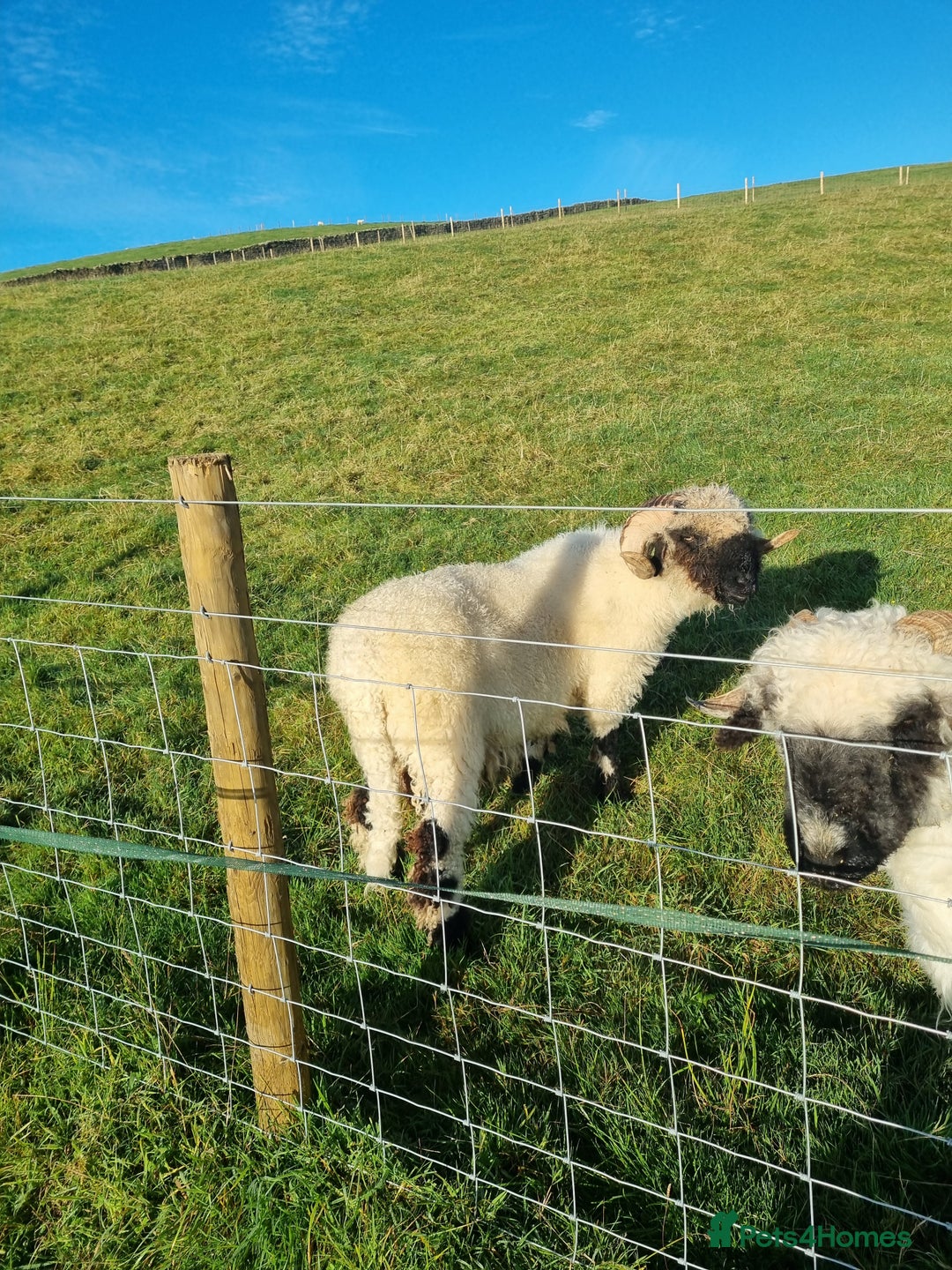 Sheep livestock for sale: Valais blacknose ewes - Advert 3
