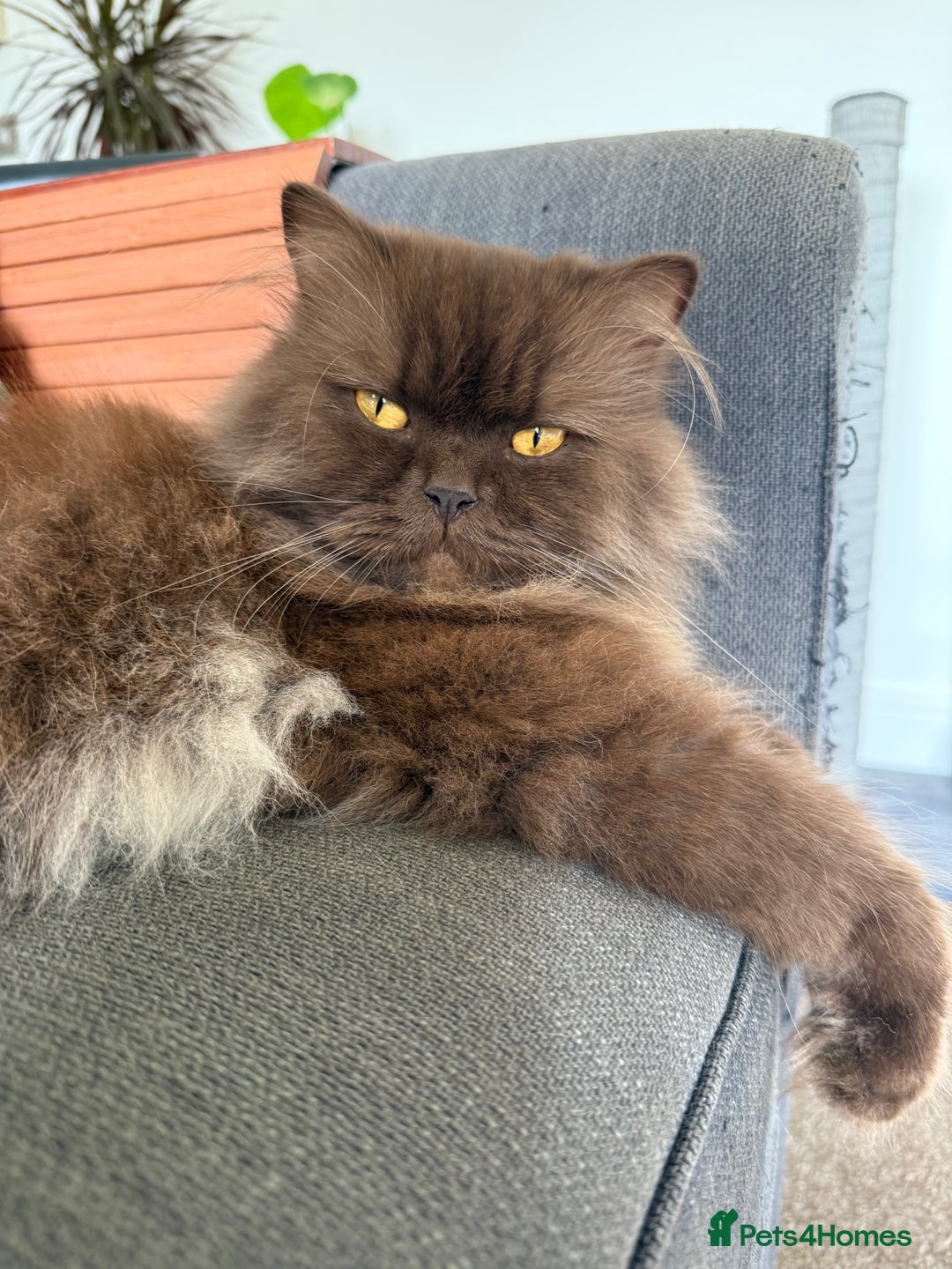 British Longhair cats for sale: British longhair  - Advert 5
