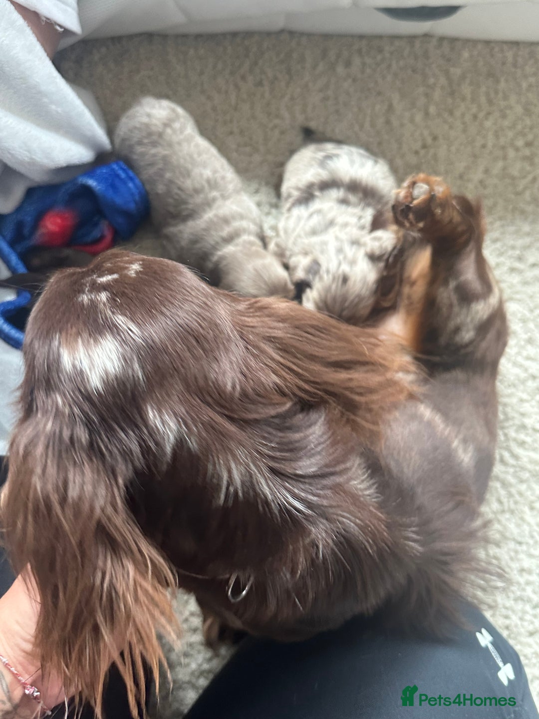 Miniature Dachshund dogs for sale: Beautiful long haired dachshund  - Image 7