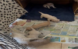 Poochon dogs for sale: Seriously gorgeous farm reared tiny puppies  - Image 27