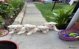Maltese dogs for sale: Selling 4 Bichon Maltese  - Image 3