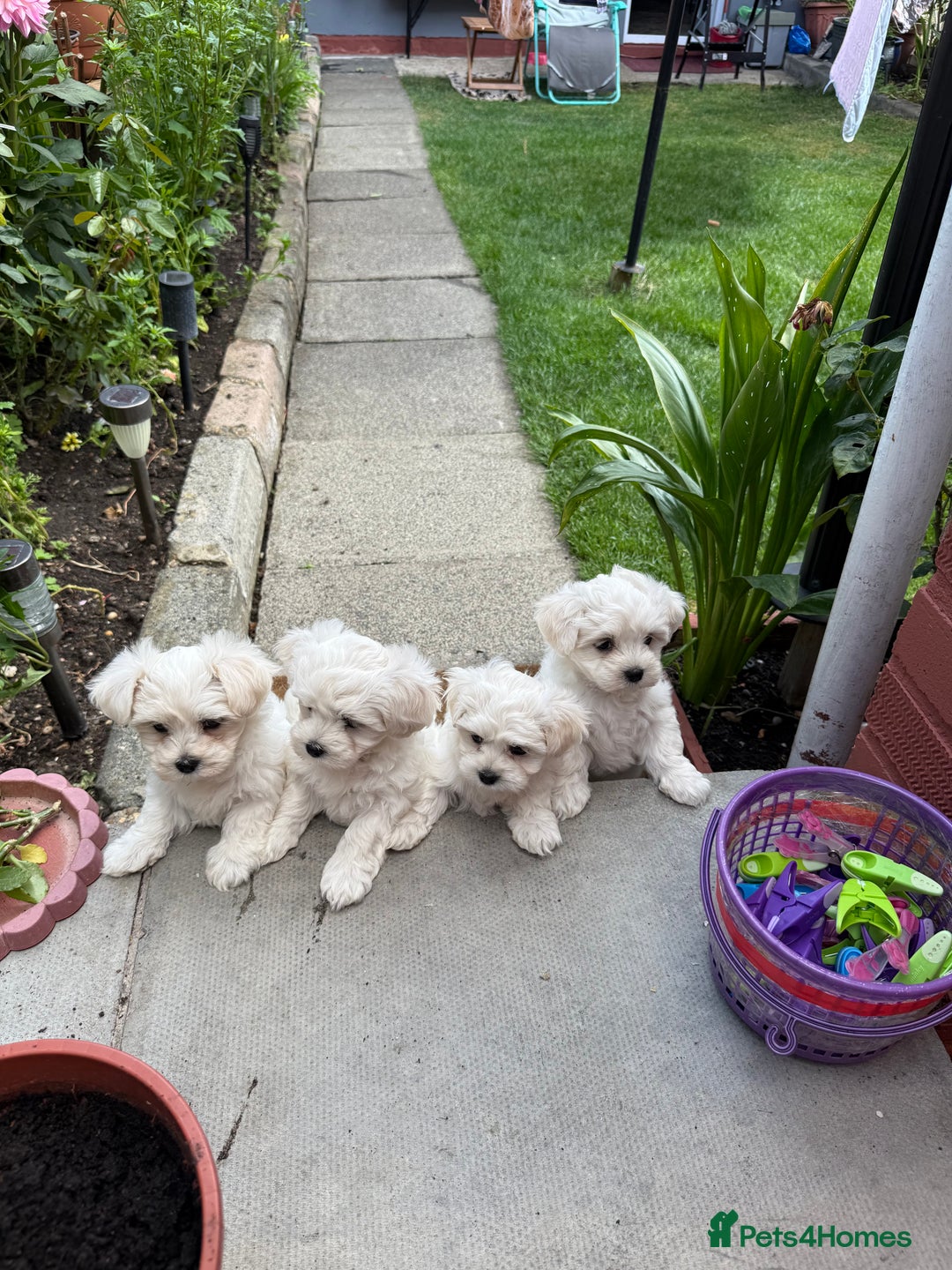Maltese dogs for sale: Selling 4 Bichon Maltese  - Image 3