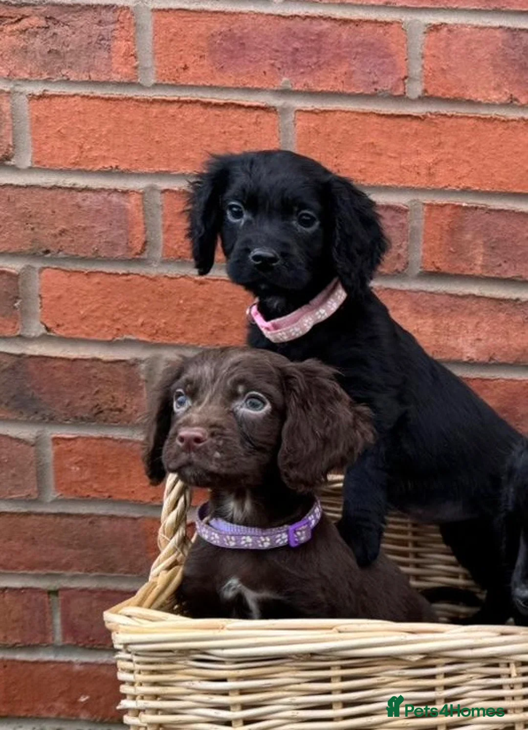 Cocker Spaniel dogs for sale: Ready Now- Working Cocker Spaniel Puppies - Advert 3