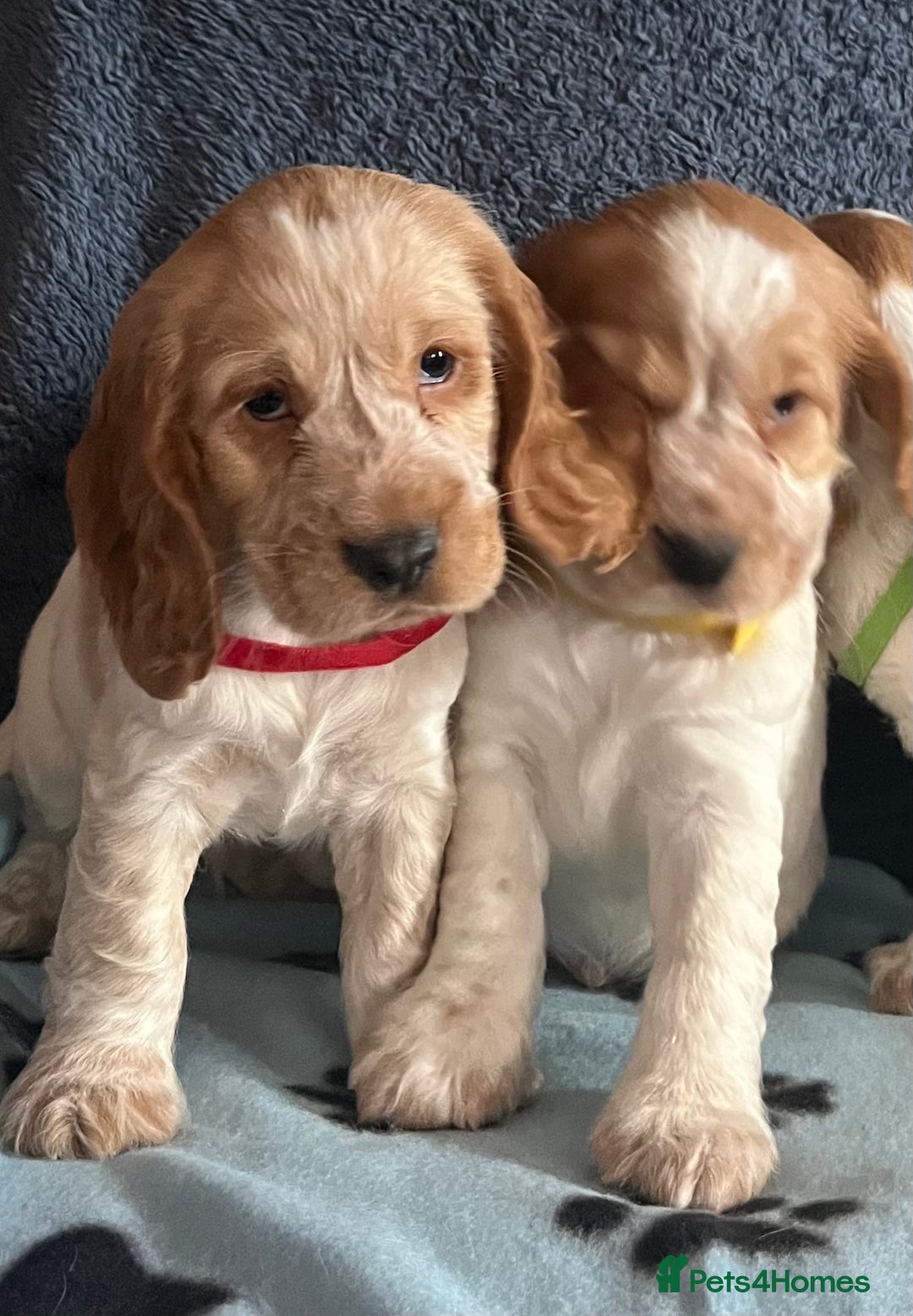 Cocker Spaniel dogs for sale: Stunning show type cocker spaniel puppies  - Image 12