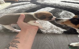 Jack Russell dogs for sale: 3 boys 1 girl - Image 6