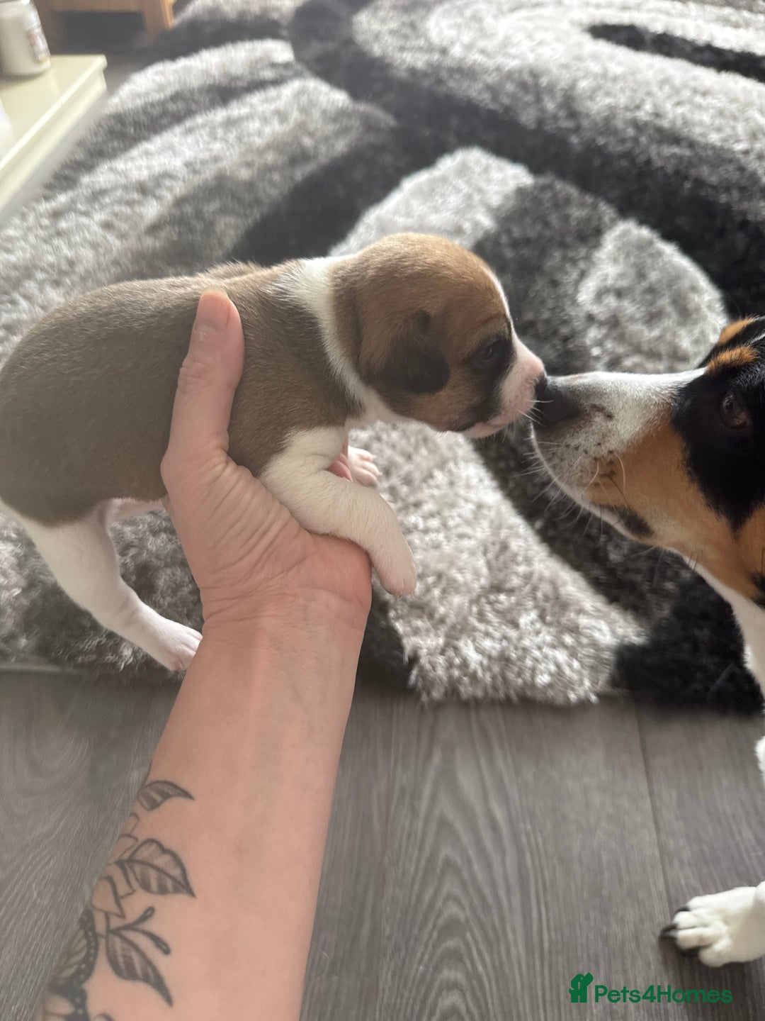 Jack Russell dogs for sale: 3 boys 1 girl - Image 6
