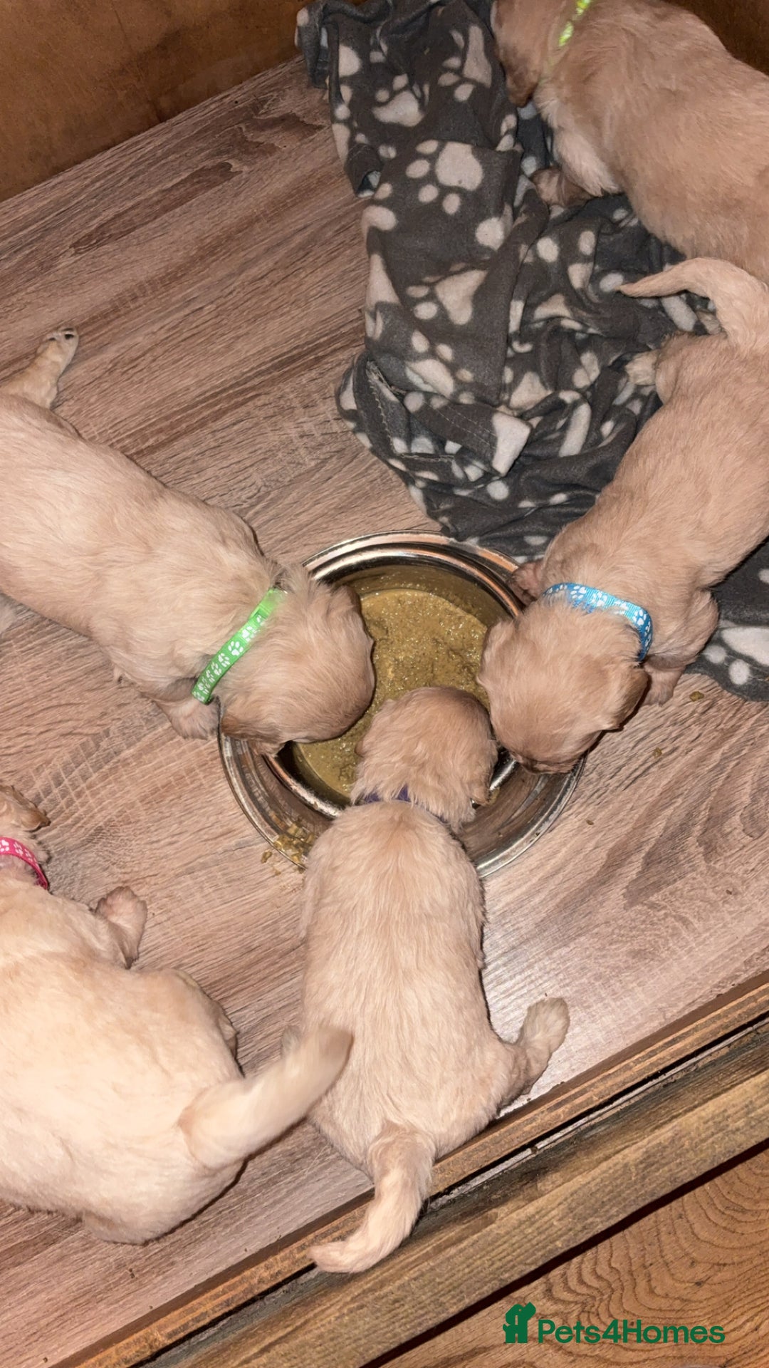Mini Goldendoodle dogs for sale: 10 beautiful Miniature F1 GoldenDoodle puppies - Advert 20