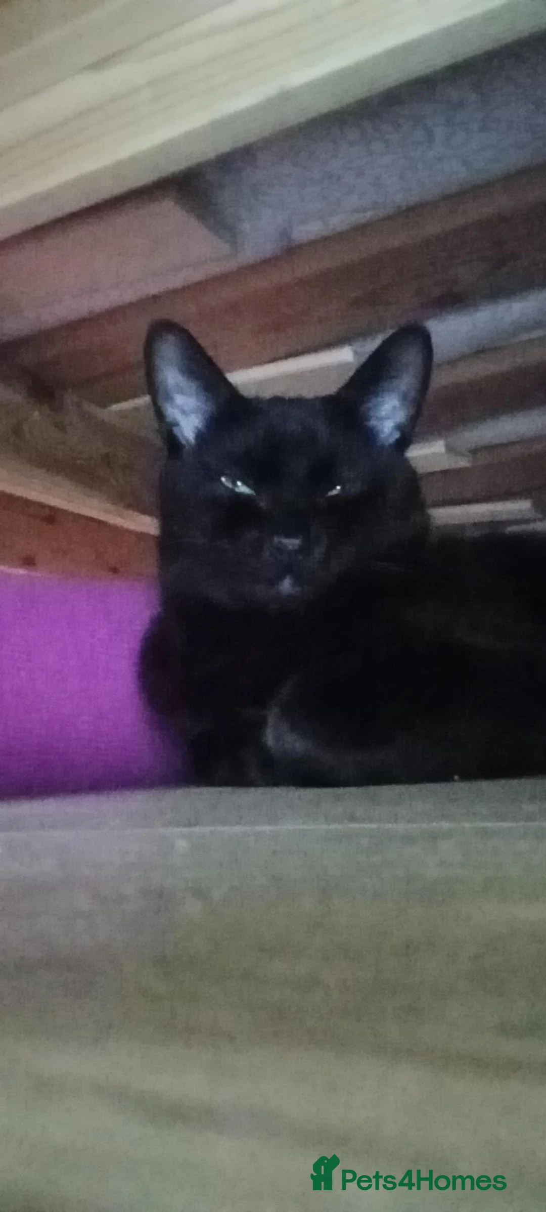 British Shorthair cats for sale: Black cat 5 years old  in London - Advert 3