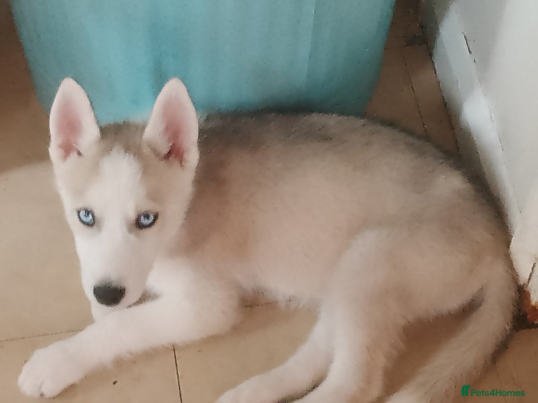 Siberian Husky dogs for sale: Siberian Husky Puppies in Birmingham - Image 14