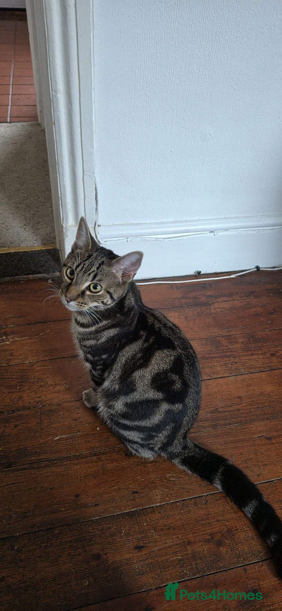 Mixed Breed cats Free to Loving, Responsible Home. - Advert 3